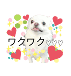 ミルク チワワ milk2（個別スタンプ：16）