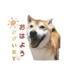 柴犬 イチロー（個別スタンプ：1）