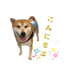 柴犬 イチロー（個別スタンプ：2）