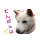 柴犬 イチロー（個別スタンプ：3）