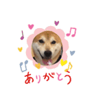 柴犬 イチロー（個別スタンプ：4）
