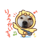 柴犬 イチロー（個別スタンプ：5）