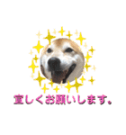 柴犬 イチロー（個別スタンプ：6）