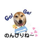 柴犬 イチロー（個別スタンプ：8）