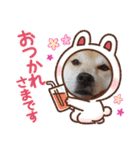 柴犬 イチロー（個別スタンプ：9）