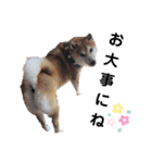柴犬 イチロー（個別スタンプ：10）