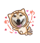 柴犬 イチロー（個別スタンプ：11）