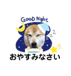 柴犬 イチロー（個別スタンプ：12）