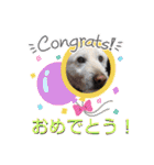柴犬 イチロー（個別スタンプ：13）