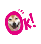 柴犬 イチロー（個別スタンプ：14）