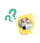 柴犬 イチロー（個別スタンプ：16）