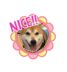 柴犬 イチロー（個別スタンプ：17）