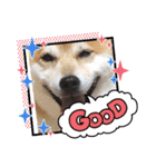 柴犬 イチロー（個別スタンプ：18）