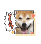 柴犬 イチロー（個別スタンプ：20）