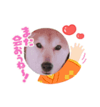 柴犬 イチロー（個別スタンプ：21）
