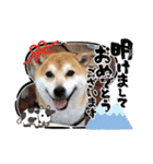 柴犬 イチロー（個別スタンプ：22）