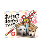 柴犬 イチロー（個別スタンプ：23）