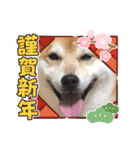 柴犬 イチロー（個別スタンプ：24）