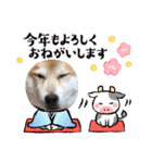 柴犬 イチロー（個別スタンプ：25）