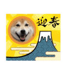 柴犬 イチロー（個別スタンプ：26）