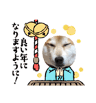 柴犬 イチロー（個別スタンプ：27）