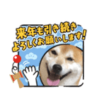 柴犬 イチロー（個別スタンプ：29）