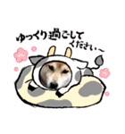 柴犬 イチロー（個別スタンプ：30）