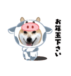 柴犬 イチロー（個別スタンプ：31）
