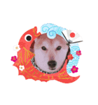 柴犬 イチロー（個別スタンプ：32）