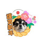 コロン＆ココア♡（個別スタンプ：17）