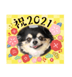 コロン＆ココア♡（個別スタンプ：21）