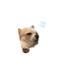 愛犬きくのスタンプ 日常的に使える（個別スタンプ：1）