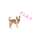愛犬きくのスタンプ 日常的に使える（個別スタンプ：4）