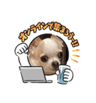 愛犬きくのスタンプ 日常的に使える（個別スタンプ：6）