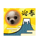 愛犬きくのスタンプ 日常的に使える（個別スタンプ：8）
