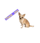 愛犬きくのスタンプ 日常的に使える（個別スタンプ：9）
