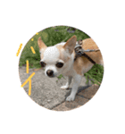 愛犬きくのスタンプ 日常的に使える（個別スタンプ：12）