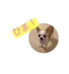 愛犬きくのスタンプ 日常的に使える（個別スタンプ：13）