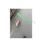 愛犬きくのスタンプ 日常的に使える（個別スタンプ：14）