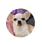 愛犬きくのスタンプ 日常的に使える（個別スタンプ：15）