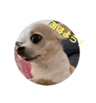 愛犬きくのスタンプ 日常的に使える（個別スタンプ：16）