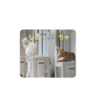 しろ＆ちゃのいる生活（個別スタンプ：1）