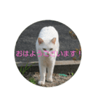 しろ＆ちゃのいる生活（個別スタンプ：4）