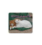しろ＆ちゃのいる生活（個別スタンプ：5）