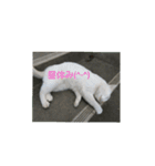 しろ＆ちゃのいる生活（個別スタンプ：10）