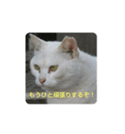 しろ＆ちゃのいる生活（個別スタンプ：11）