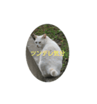 しろ＆ちゃのいる生活（個別スタンプ：14）