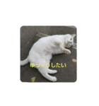 しろ＆ちゃのいる生活（個別スタンプ：20）