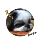 我が家のシーズー犬もじゃ 18（個別スタンプ：1）