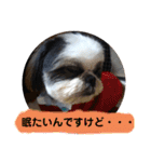 我が家のシーズー犬もじゃ 18（個別スタンプ：2）